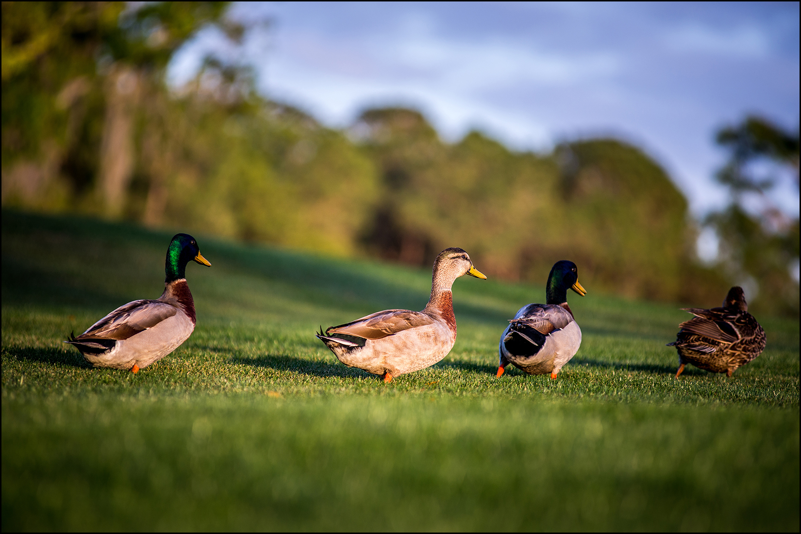 Ducks In A Row!