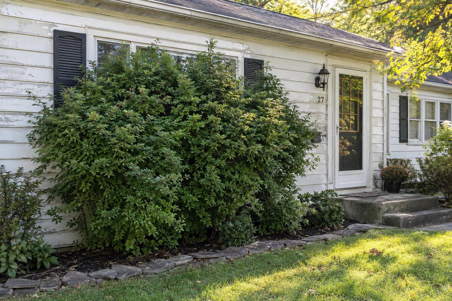 Overgrown Landscaping