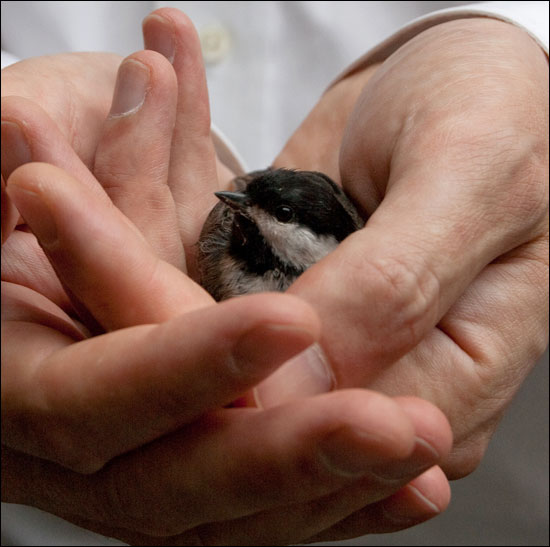A Bird In The Hand Is Worth . . .